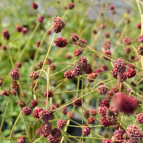 Sanguisorba tanna red burnet - sanguisorba,