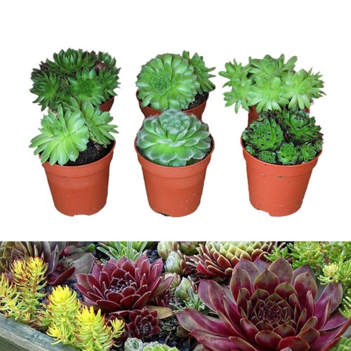 Sempervivum plant mix 6 - mix,