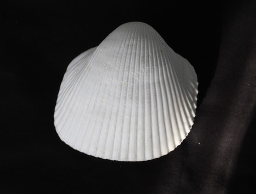 Pure white giant - giant, cockle