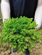 Premium Live Scottish Sphagnum