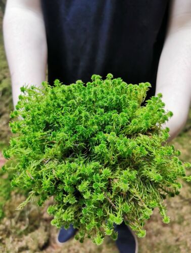 Premium live scottish sphagnum - live,
