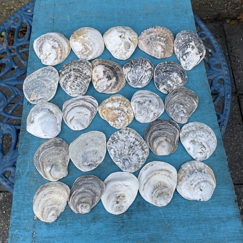 Sea worn oyster shells - worn,