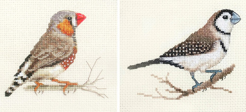 Zebra finch owl - zebra, finch,