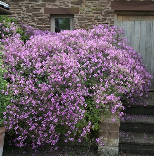 Geranium palmatum rhs agm - palmatum,