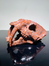 Sebelzahn Skull Dino Egg