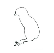 Frozen Day Old Quail Chicks Pack of 100