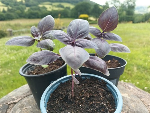 Basil herbs purple 3 - basil/herbs.,