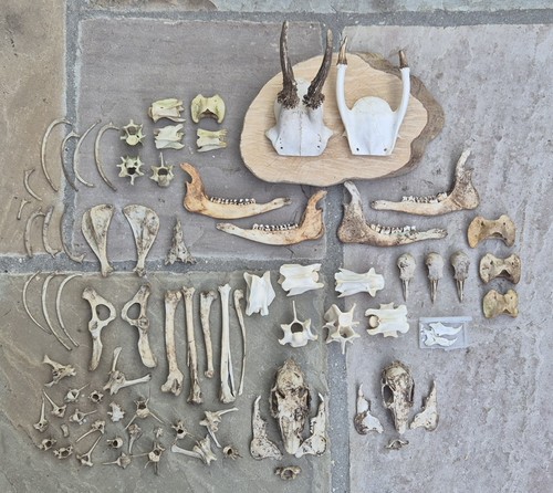 Taxidermy and craft - craft, items