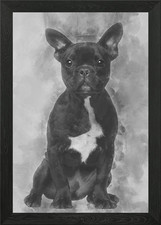 French bulldog puppy 5 mon