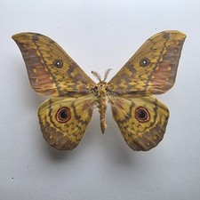 Aurivillius triramis moth Set