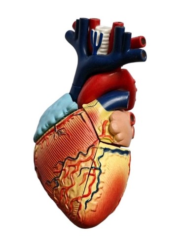 Heart model detachable life - heart,