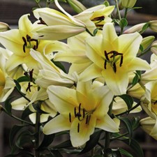 Lily Tree Yellow Rocket