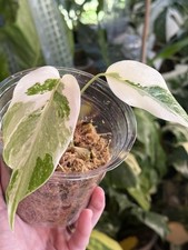 Ultra White Monstera Deliciosa