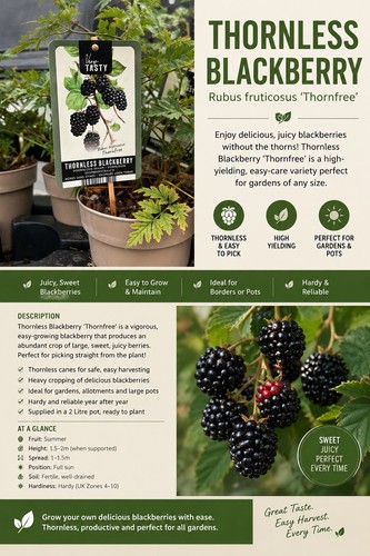 Thornless blackberry - thornless,