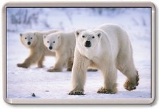 FRIDGE MAGNET - POLAR BEAR-