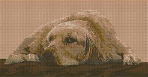 Golden retriever counted - 3,