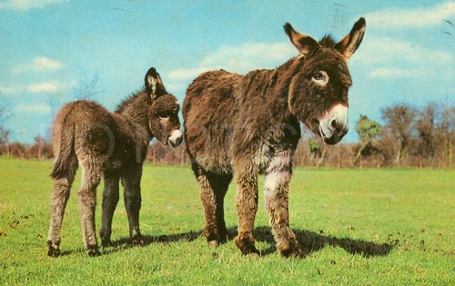 Limavady donkeys vintage - limavady,