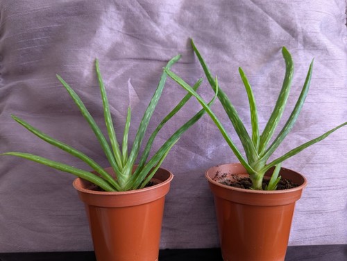 100 organic green aloe - organic,