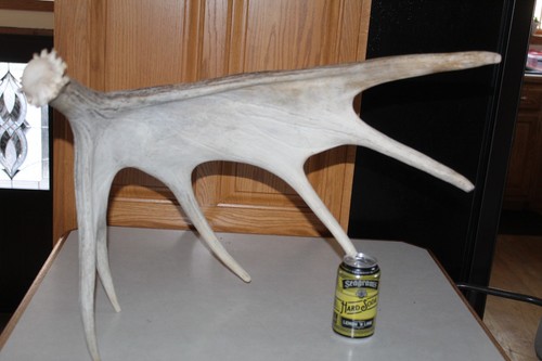 Moose shed antler whitetail - shed,