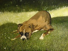 Boxer dog painting/animal portrait. limited edition print. By Zoe Adams.