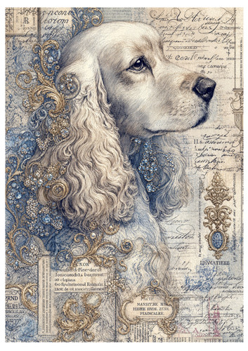 Blue gold french dog - french,