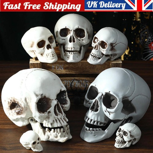Human skull head - head, skeleton