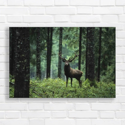 Wild deer forest stag - deer,