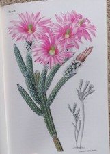 Echinocereus Taylor Kew