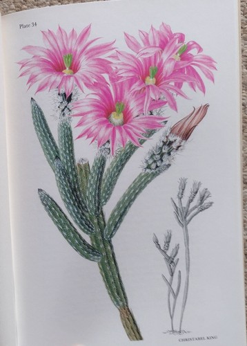 Echinocereus taylor kew - echinocereus,