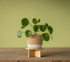 Brand new boxed Small Wooden