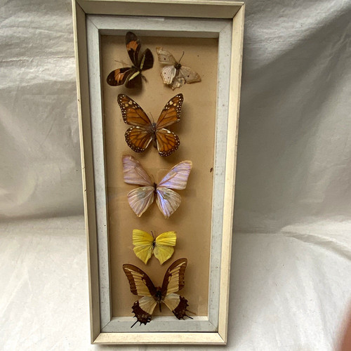 Mounted butterfly moth - mounted,