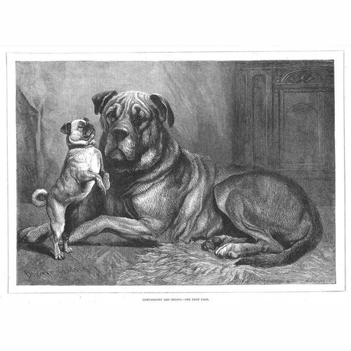 Companions are odious - companions,