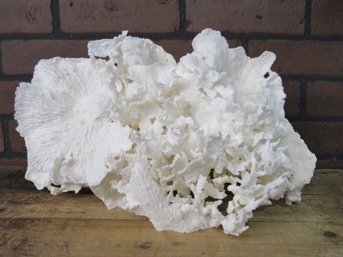 Natural genuine merlina cup - natural,