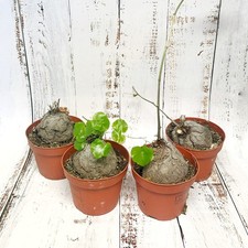 Clearance Sale – Dioscorea