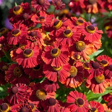 Helenium Red Shades Perennial Garden Plant Flowering Outdoor Plant in Pot