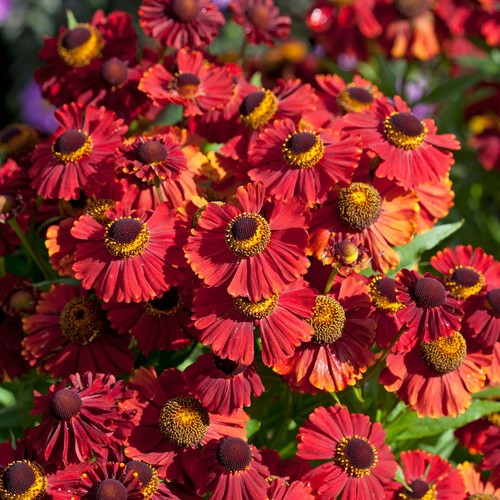 Helenium red shades - red, perennial