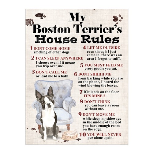 Boston terrier s - , house