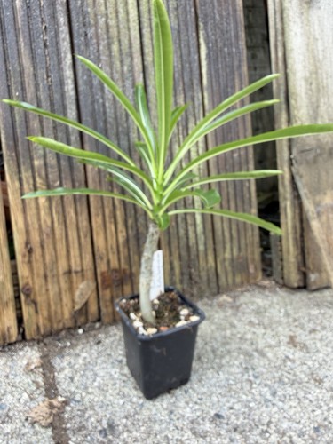 Pachypodium rutenbergianum