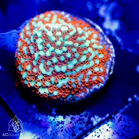 Aci cultured aquaman montipora - aquaman,