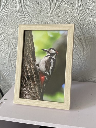 Woodpecker framed photo print - woodpecker,