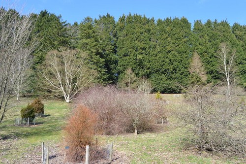 Photo 6x4 bedgebury - bedgebury, pinetum