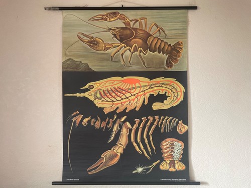 Vintage crayfish crawfish - vintage,