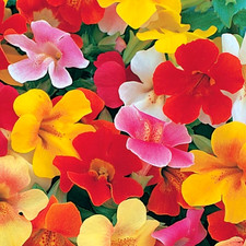 Hanging Basket Garden Flower