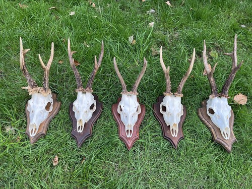 Nice roe deer buck - 5x,