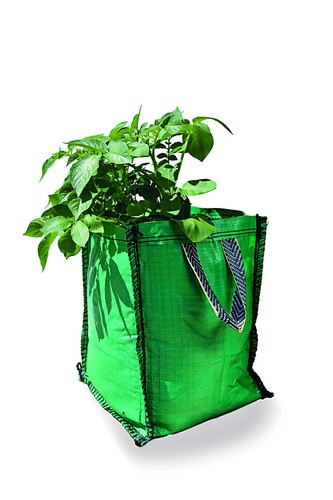 Potato planter grow - grow, for