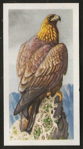 Brooke bond bird - bond, (tea)-bird