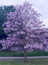Paulownia Shan Tong