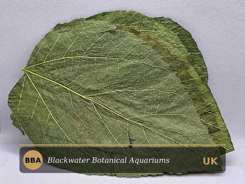 Mulberry leaves 25pcs - leaves,