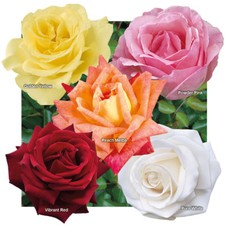 Garden Rose Collection, 5 x