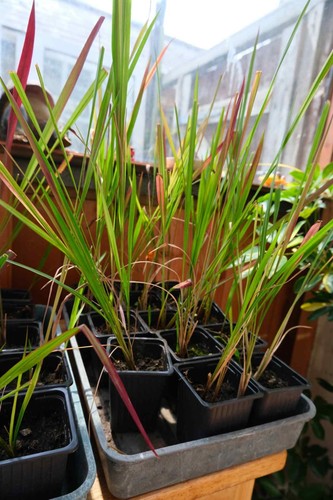 Red baron perennial - 2x,